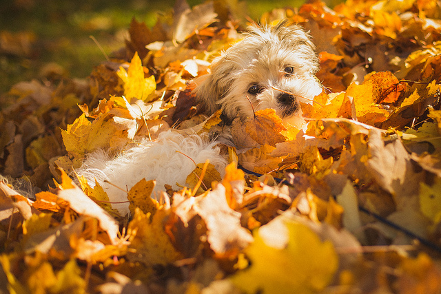 Dog in Pile of Leaves