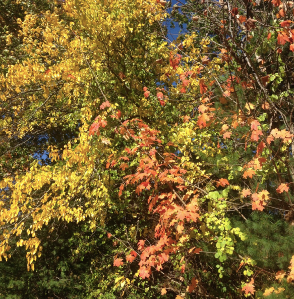 Screen Shot 2018-08-30 at 11.58.05 AM.png